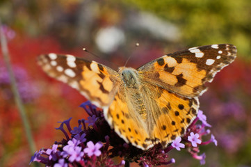 Schmetterlinge Deutschlands - Distelfalter