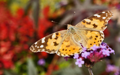 Fototapeta na wymiar Schmetterlinge Deutschlands - Distelfalter
