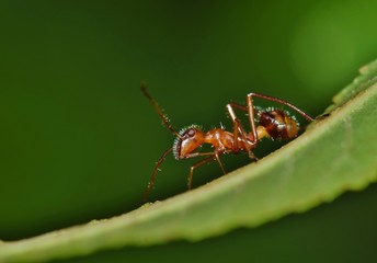 A bull ant on the back of a leaf in search of food with a green nature background. Photo taken in Houston, TX.