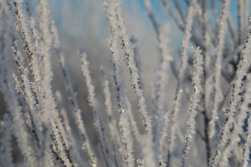 Winter background with macro frost