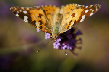 Schmetterlinge Deutschlands - Distelfalter