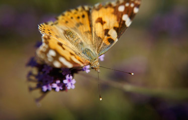 Schmetterlinge Deutschlands - Distelfalter