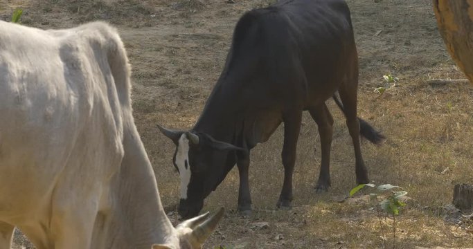 Indian cows eating grass.