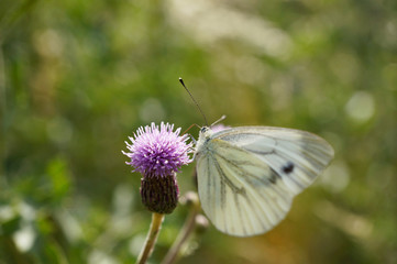 Obraz premium Schmetterlinge Deutschlands - Grünäderweißling / Rapsweißling