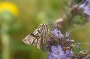 Schmetterlinge Deutschlands - Kleiner Malvendickkopf