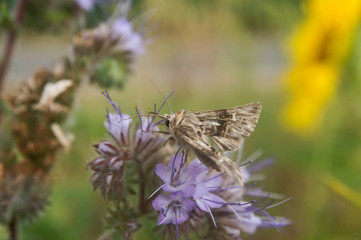 Schmetterlinge Deutschlands - Kleiner Malvendickkopf