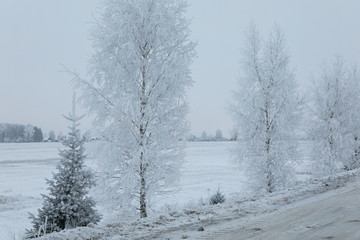 Fototapeta na wymiar Winter landscape. Pine and Birch tree