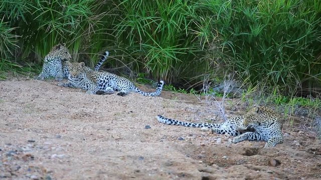 A leopardess lounges with her two cubs on a sandy riverbed in the Greater Kruger National Park in Africa