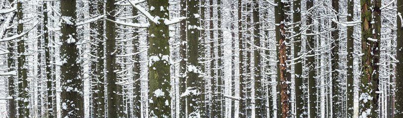 Wide panorama of snow covered spruce forest at cold winter day. Woods background.