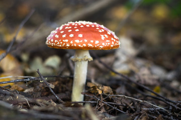 Lone mushroom growing on the forest floor. Amanita muscaria, common name is Fly agaric.