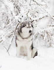 winter malamute dog