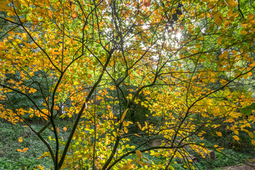 Autumn in a city park. Colorful leaves in sun light. Beautyful nature scene in fall season.