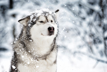 winter malamute dog