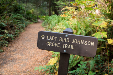 Lady Bird Johnson Trail in the California Redwoods National Park in the Northwest corner of the state.