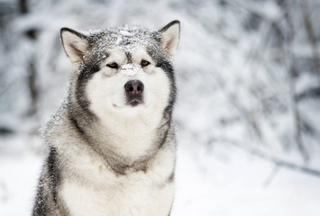 winter malamute dog