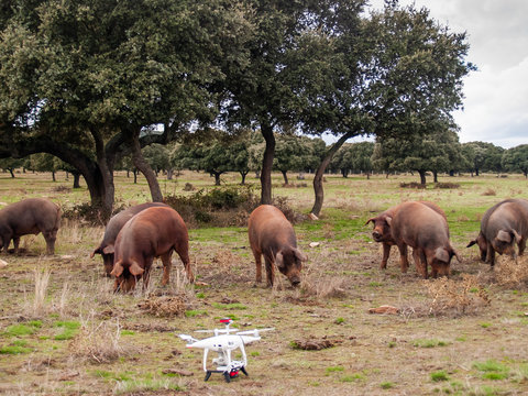 A drone in the dehesa next to Iberian pigs in Spain