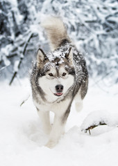 winter malamute dog