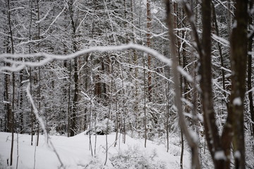 winter landscape with trees and snow