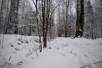 road in winter forest