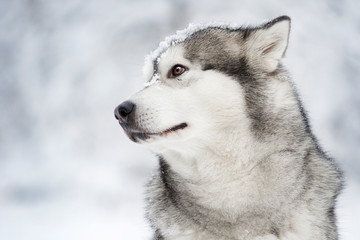 winter malamute dog