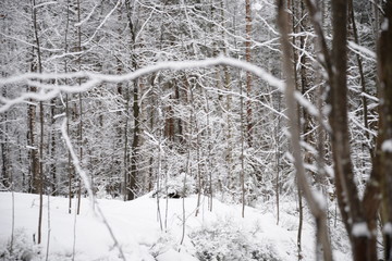 winter landscape with trees and snow