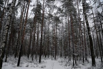 forest in winter
