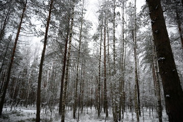 forest in winter