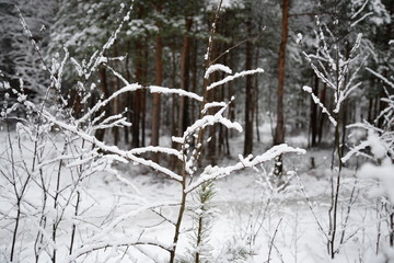 snow covered trees
