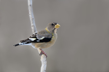 Female Evening Grosbeak in Winter, Portrait