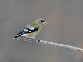 Female Evening Grosbeak in Winter, Portrait