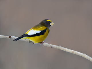 Fototapeta premium Male Evening Grosbeak in Winter, Portrait