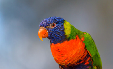 The Rainbow lori (Trichoglossus moluccanus) a species of parrot living in Australia. The bird is a medium-sized parrot, with the length ranging from 25 to 30 cm including the tail.