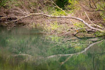 Dry branches reflections on Zlatna Panega River surface at Iskar-Panega Eco-path Geopark, the first geopark in Bulgaria