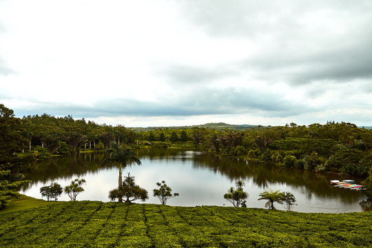 Tea Bois CHeri plantation, mauritius, nouvelle france