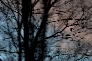 Obraz premium bird in flight 