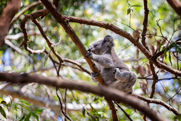 Close up of Koala Bear climbing in tree