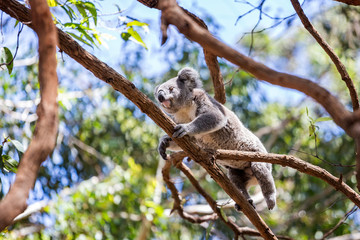 Close up of Koala Bear climbing in tree