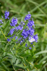 Obraz premium Butterfly on blue flowers