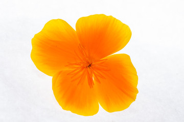 orange flower isolated