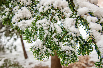 Fototapeta premium Frosted Pine Needles In Winter