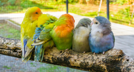 cuddly family of parakeets sitting close together on a branch