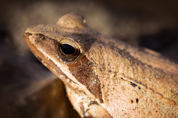 frog side view