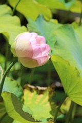 Flor de l&oacute;tus 