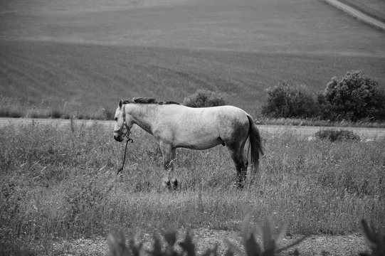 Tethered horse in the field at the evening dusk (Portugal). Selective focus on the horse. Blurred plants at foreground. Black white photo.