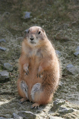 Cute Prairie Dog Sitting Up