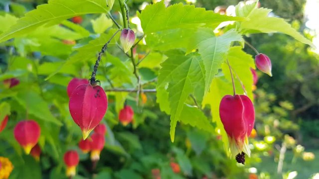 Black ant on a trailing abutilon flower close-up, on a sunny day. Plant scientific name is Abutilon megapotamicum or Callianthe megapotamica.