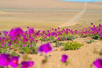 flowers known as guanaco legs flowering in the atacama desert