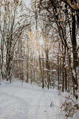 snow in the woods