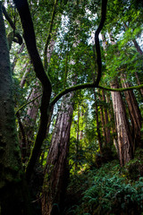 Giant Sequoia in Muir Woods California