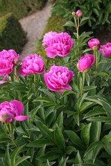 Obraz premium pivoines